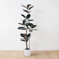 Verdana Rubber Tree