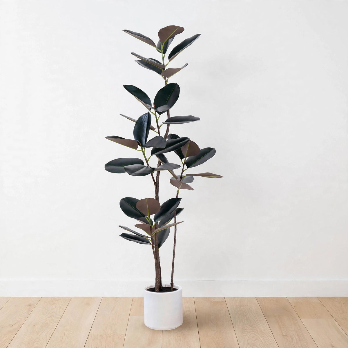Verdana Rubber Tree