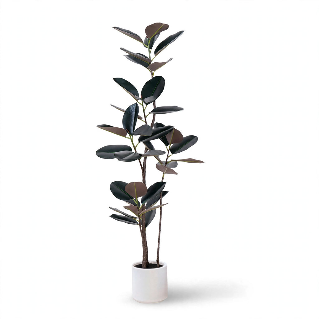 Verdana Rubber Tree
