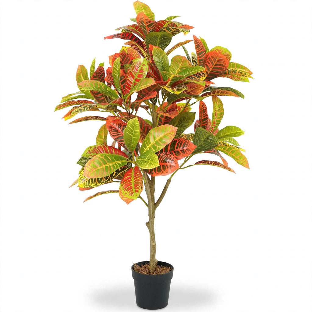 Nubia Plant