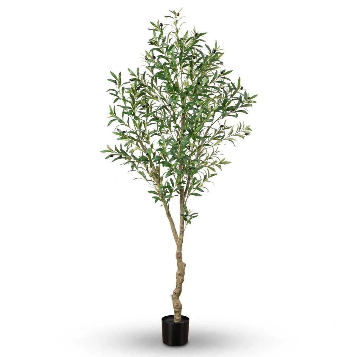 Marula Olive Tree