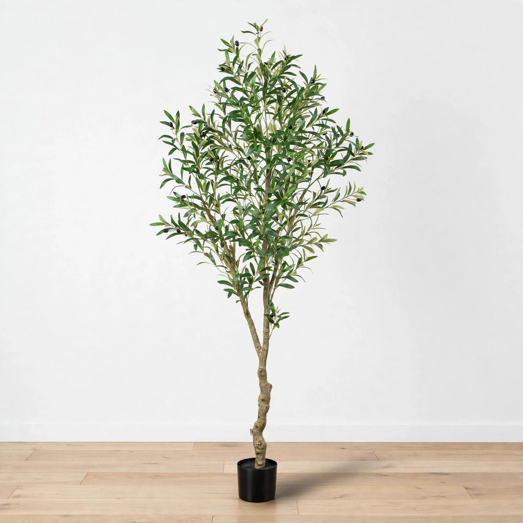 Marula Olive Tree