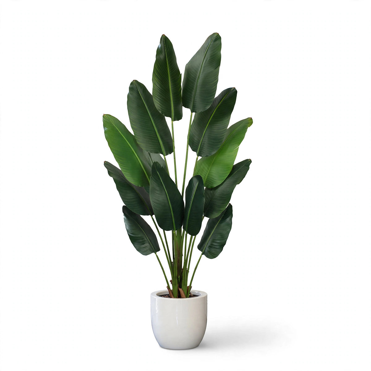 Bambara Banana Leaf Tree