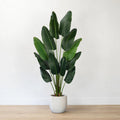 Bambara Banana Leaf Tree