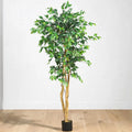 Meroe Ficus Tree