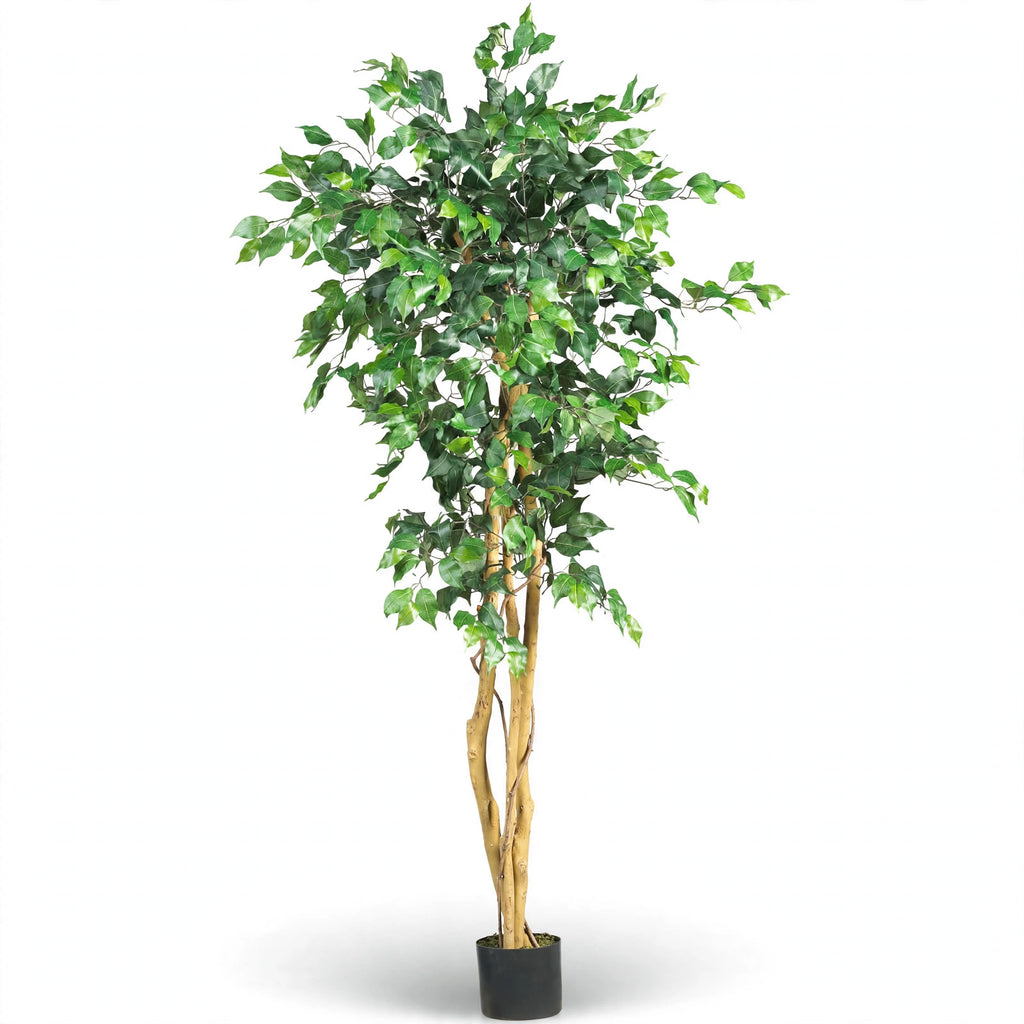 Meroe Ficus Tree