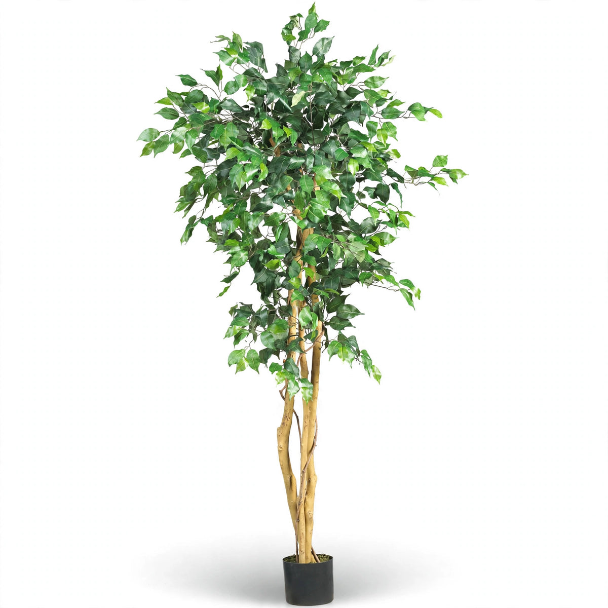 Meroe Ficus Tree