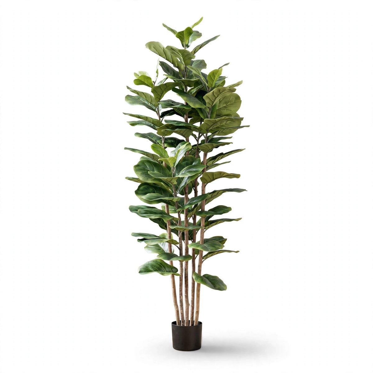 Wolof Plant