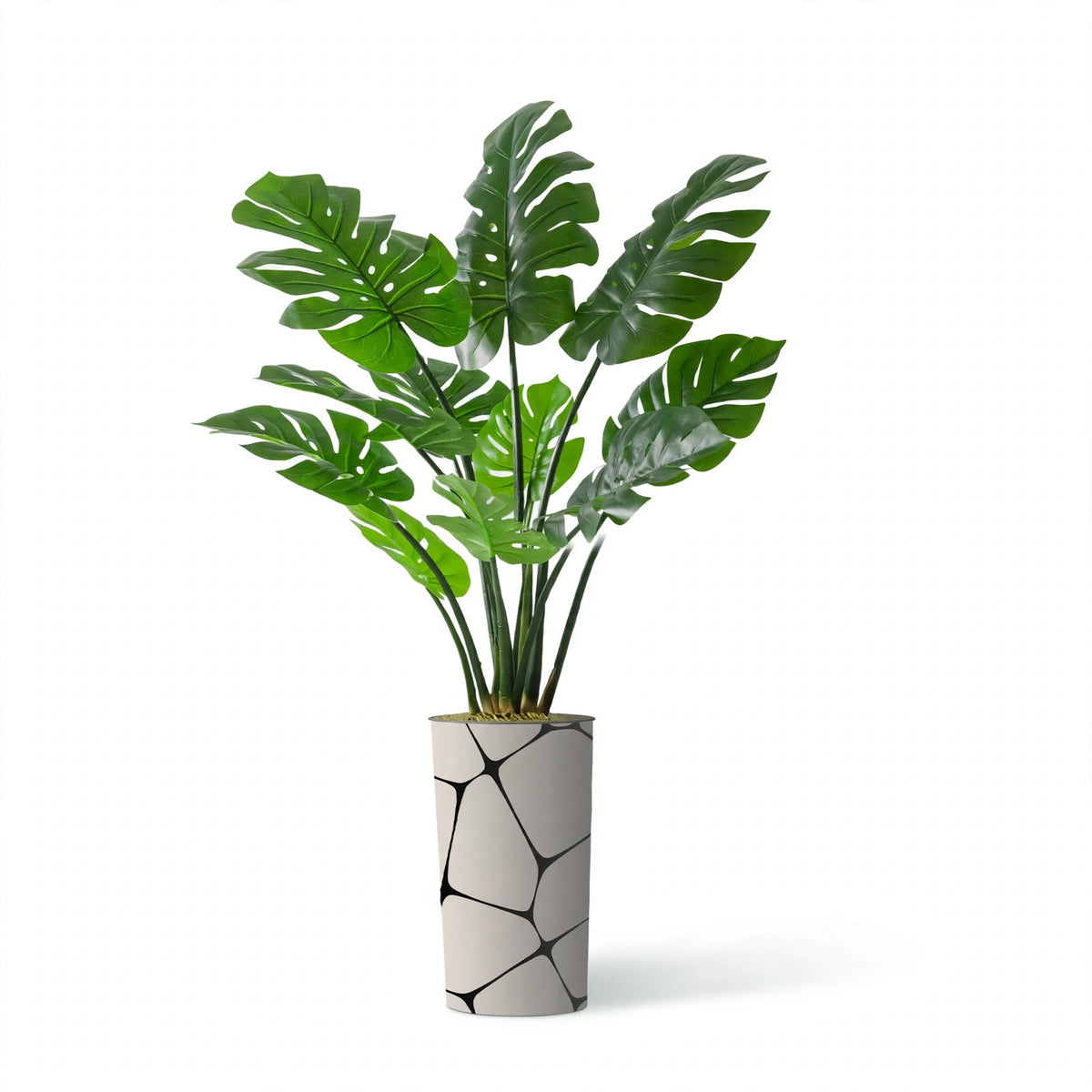 Dune Plant