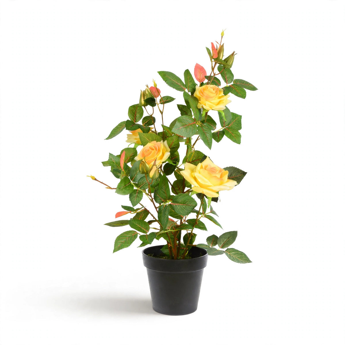 Kinsale Plant