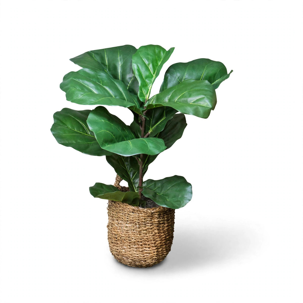 Brume Plant