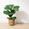 Brume Plant