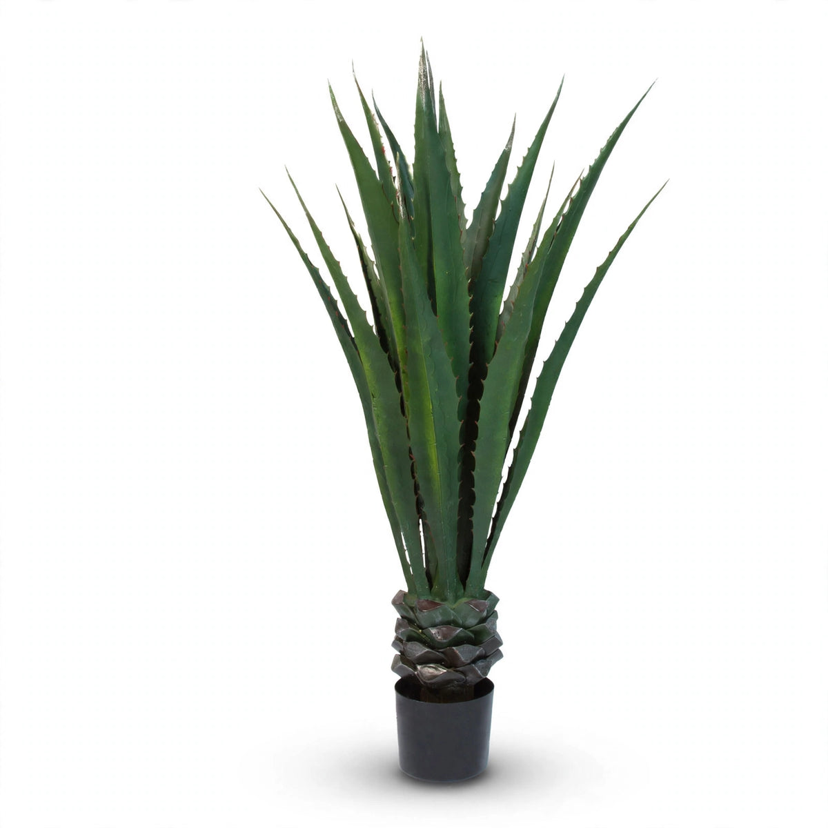 Dingle Plant