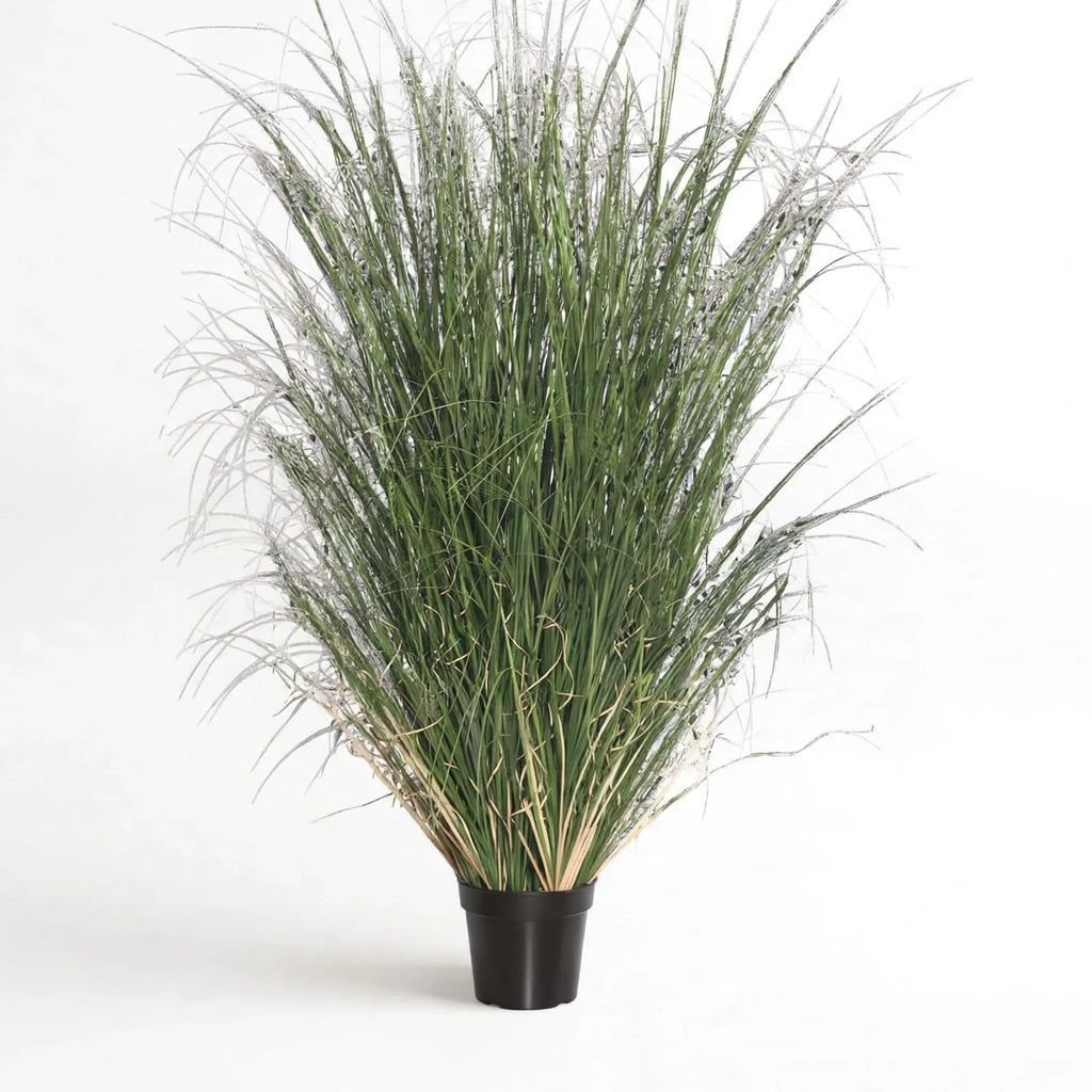 Killarney Plant