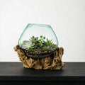 Windsor Terrarium