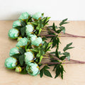Thomastown Peony Flowers